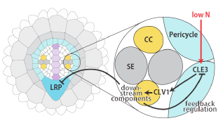 Small Signaling Peptide Pathways