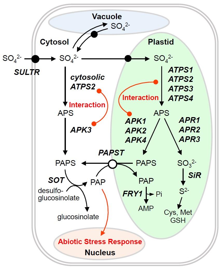  S-sensing and signaling mechanisms